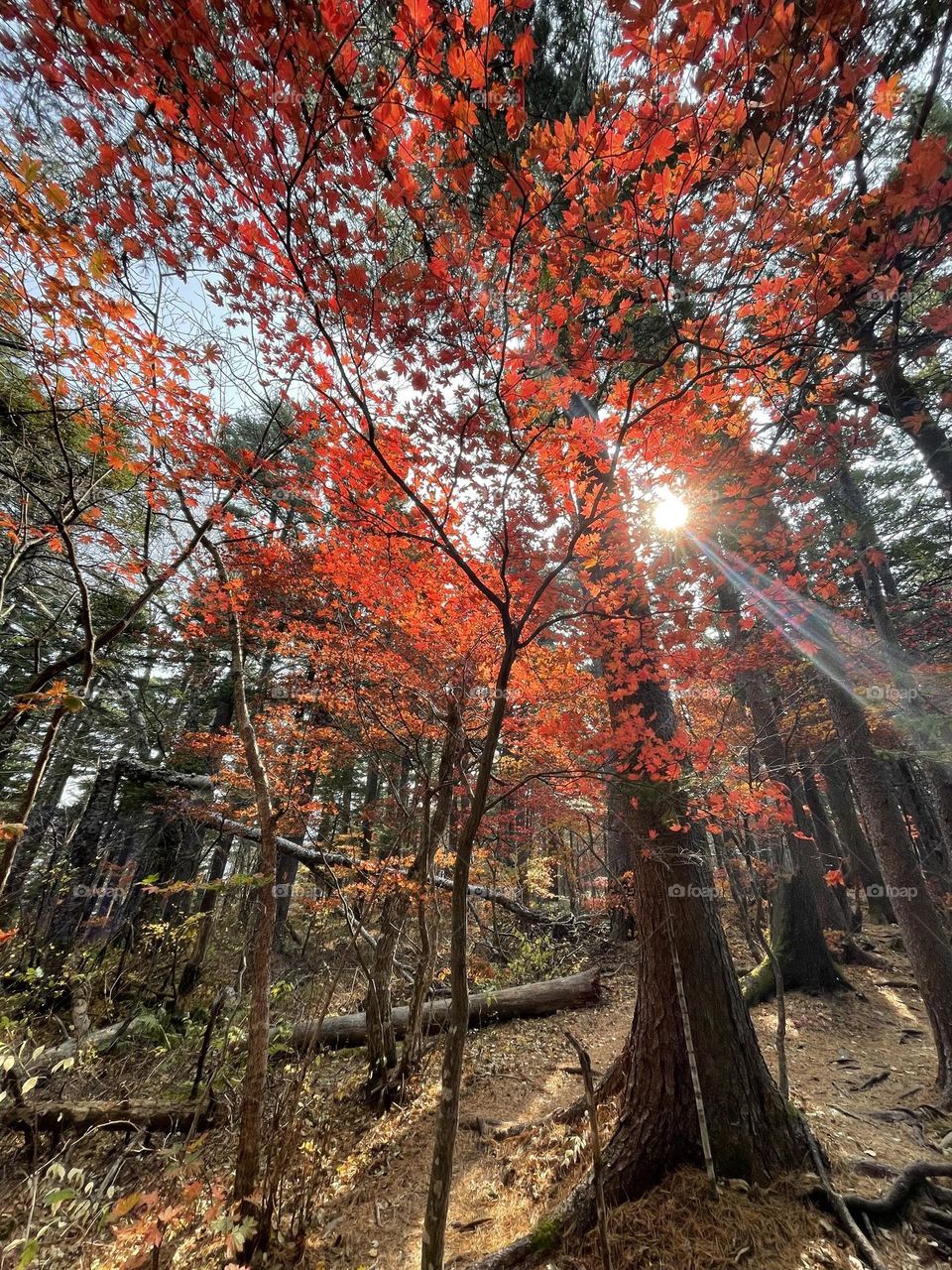 Autumn forest