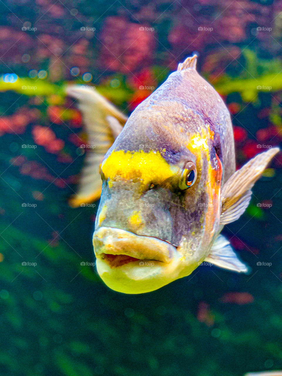 fish with a big mouth floating in the aquarium, fish, many colors, water, aquarium, algae