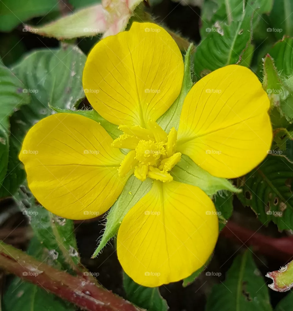 yellow flower