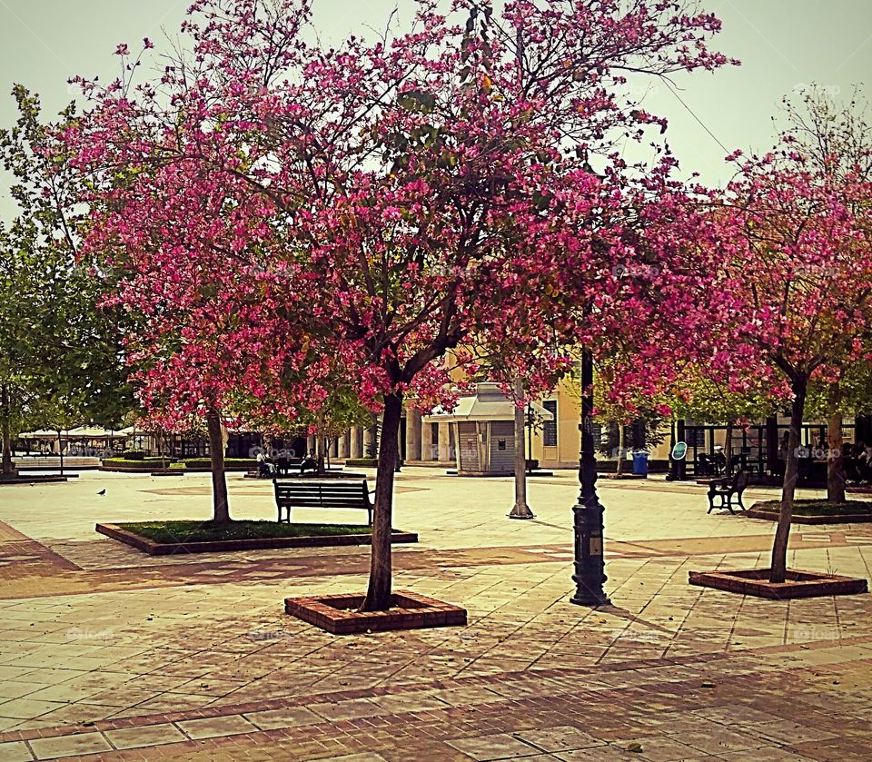 trees with red leaves