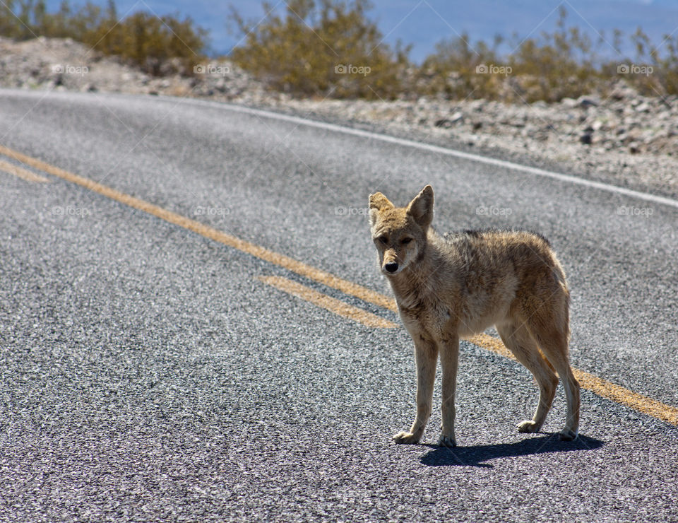 Death valley coyote 
