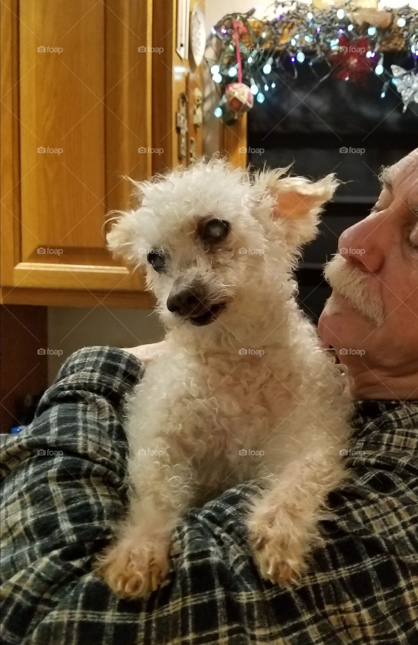 Small dog safe held up by Daddy.