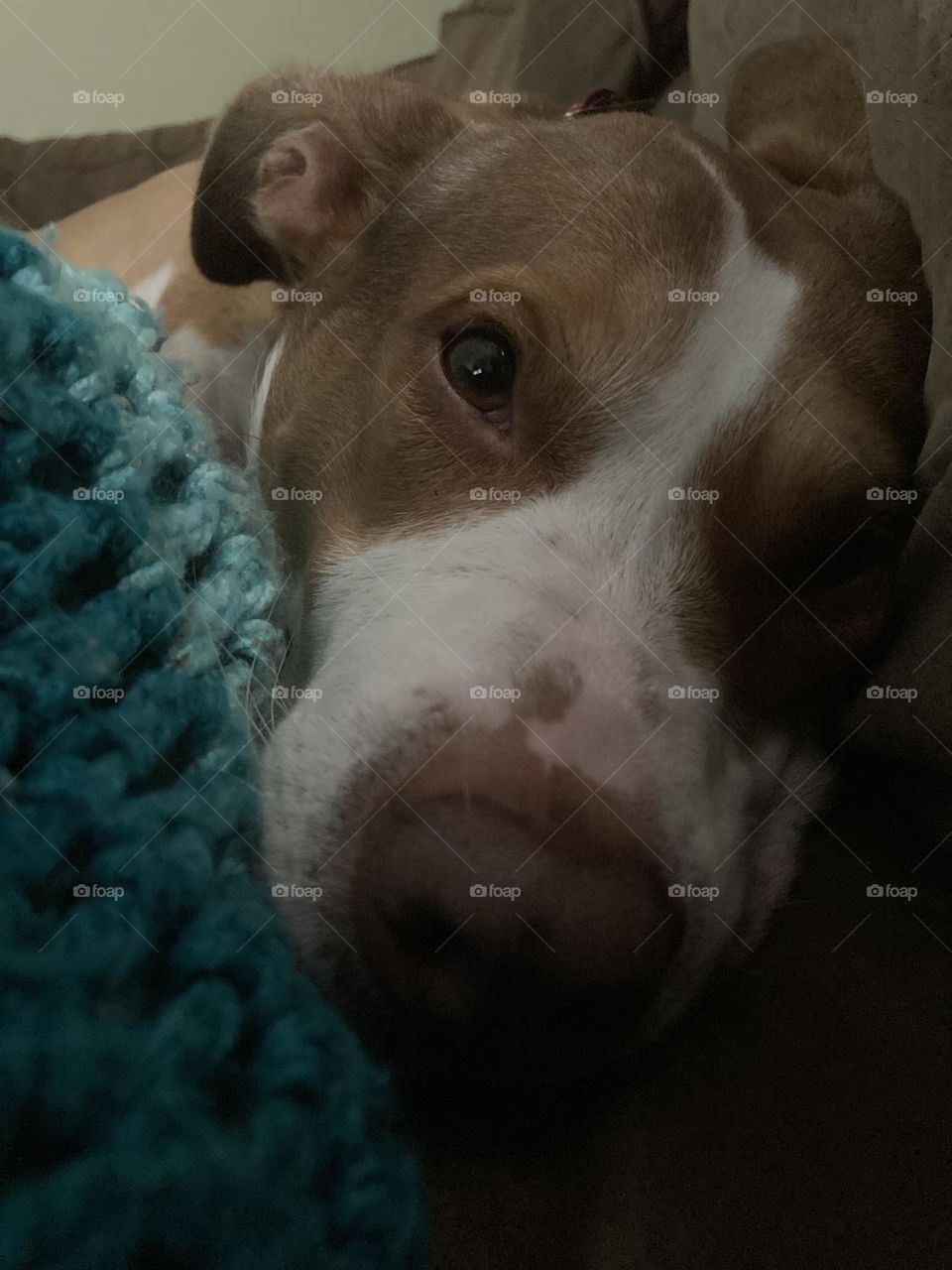 Beautiful dog on a blanket 