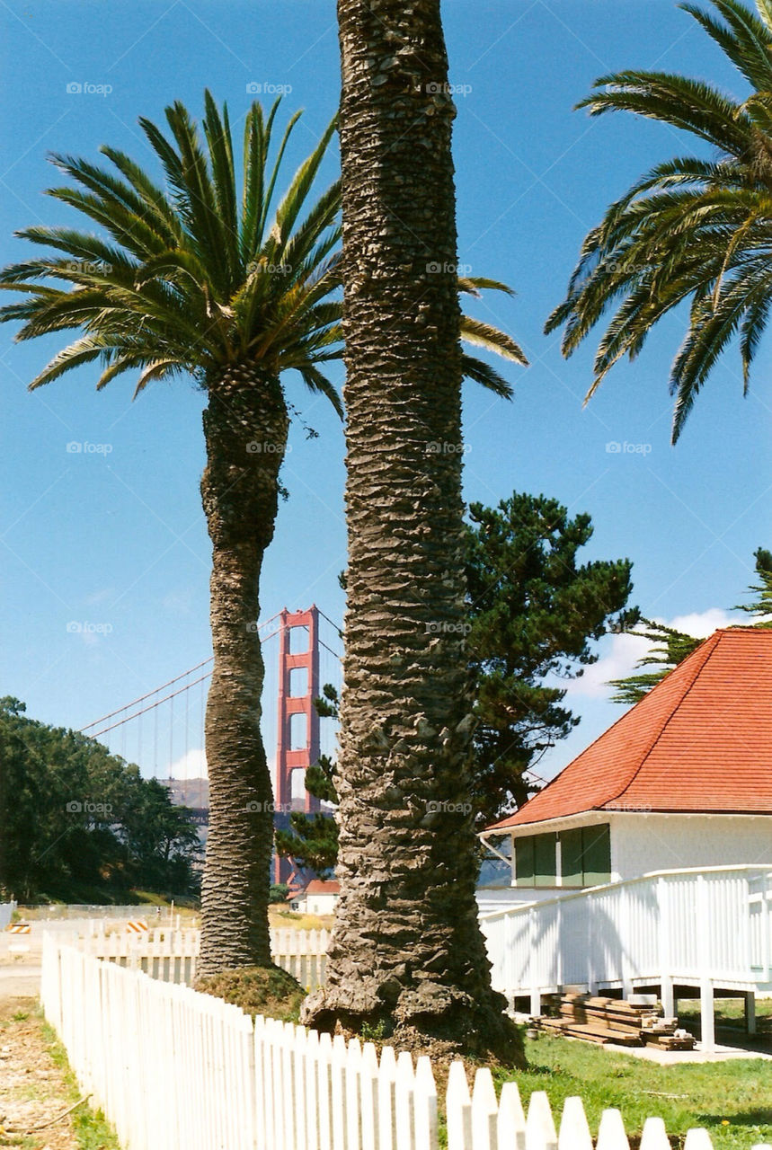 Golden Gate Bridge between palm trees