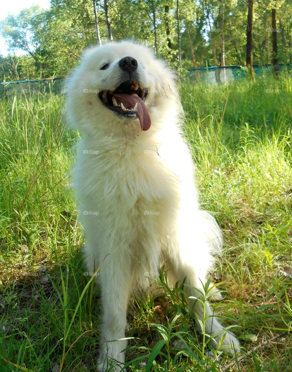 happy dog emotions happiness