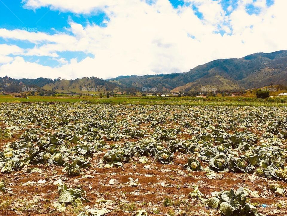 De la tierra vienen los cultivos que llevamos a la mesa 