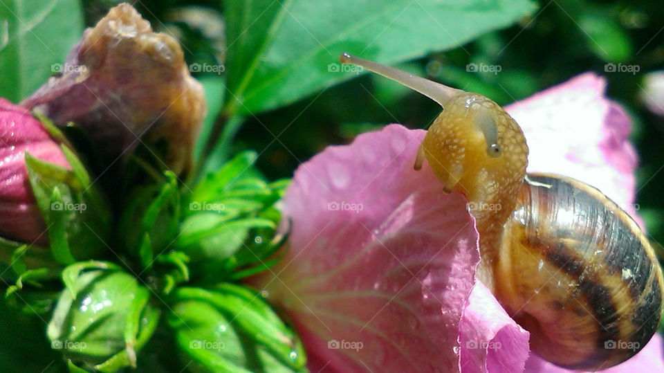 Snail eating flower pink hibiscus