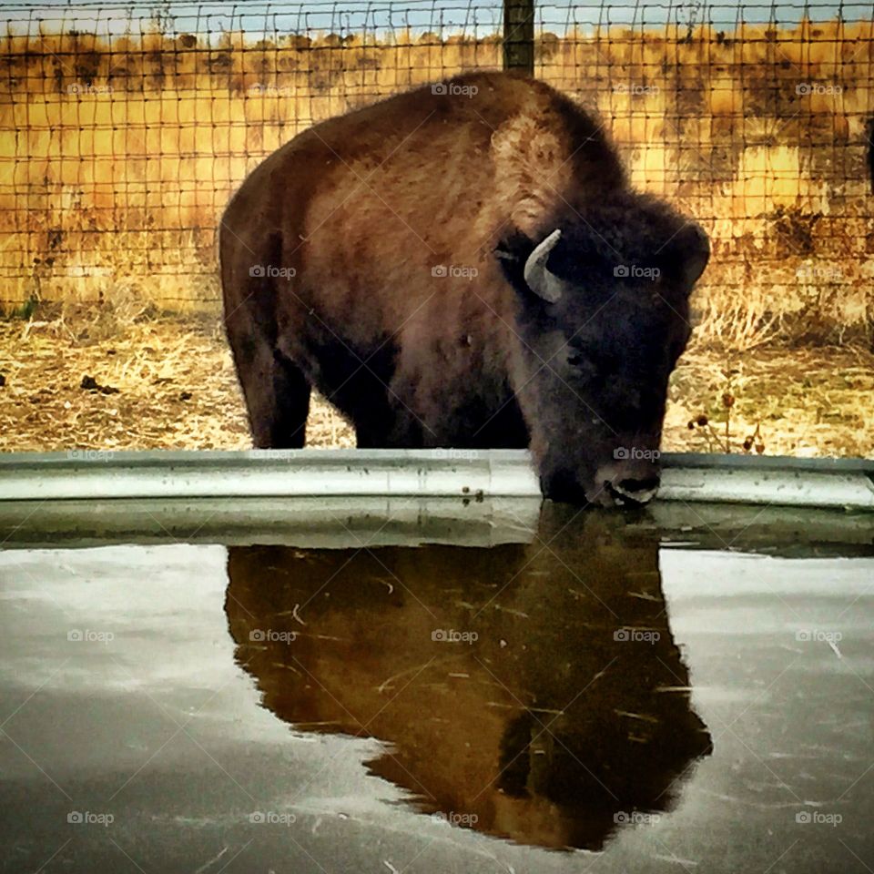 Bison . Bison drinking water
