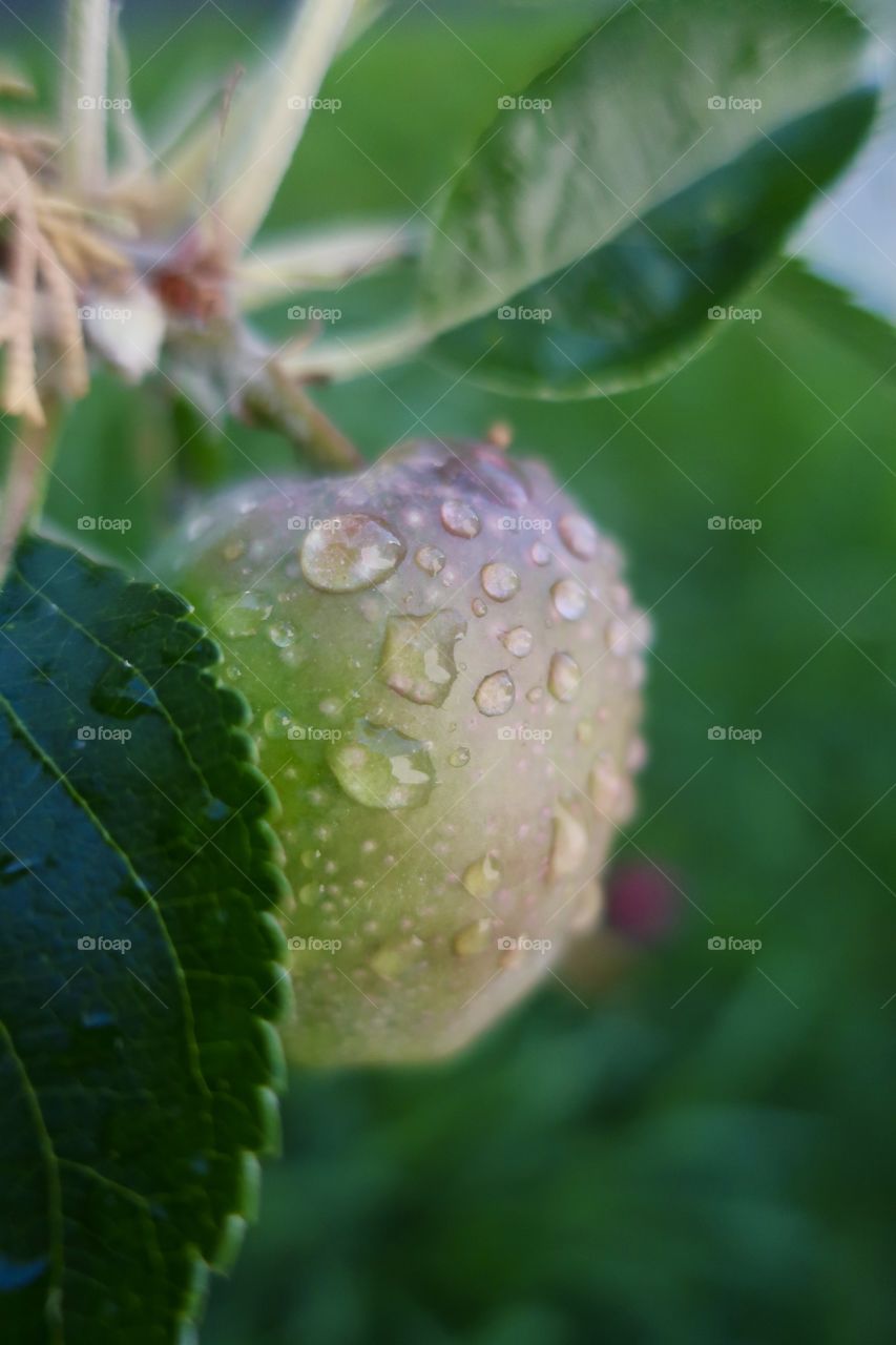 A small apple in apple tree with many rain water drops