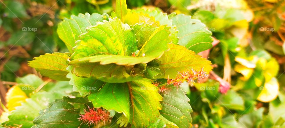 Beautiful ornamental Croton with feathery inflorescence.