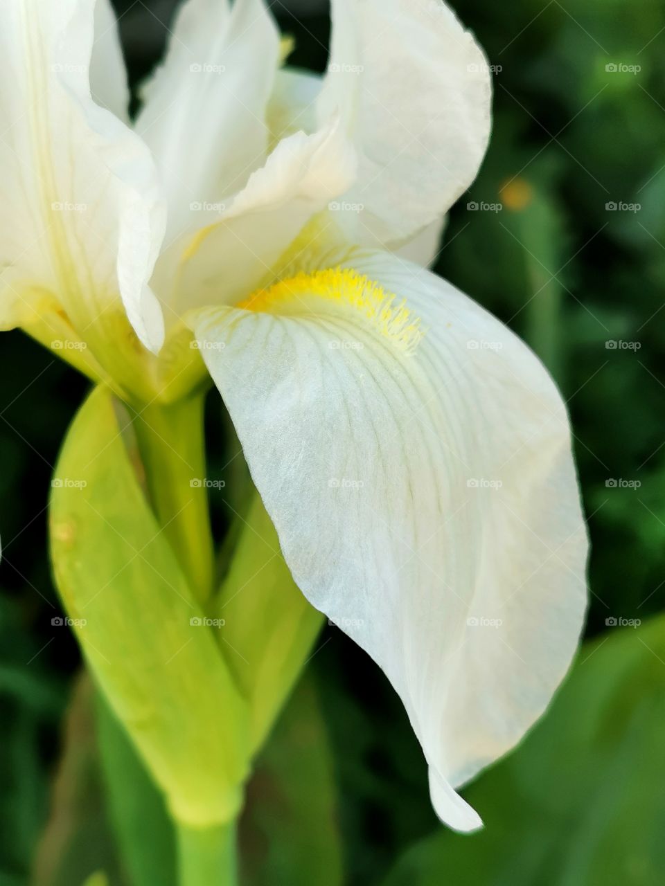 Spring in the full beauty