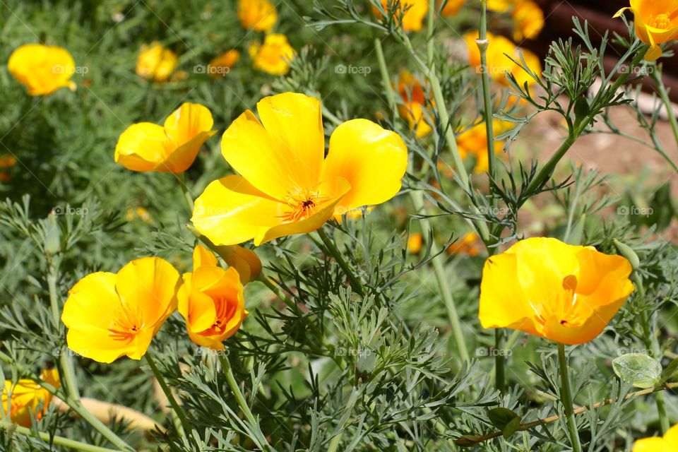 Beautiful yellow flowers in a garden