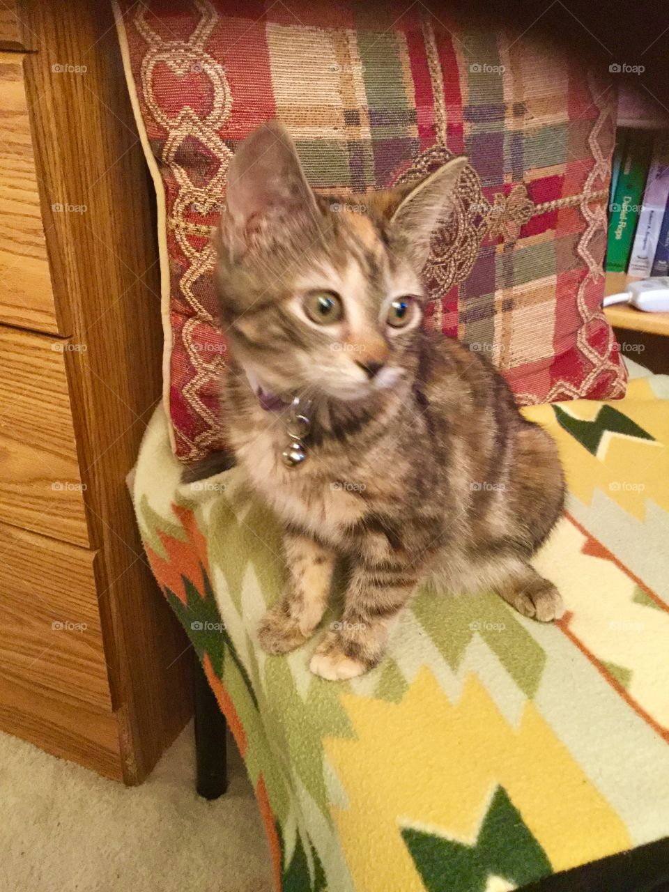 Family pet kitty cat 