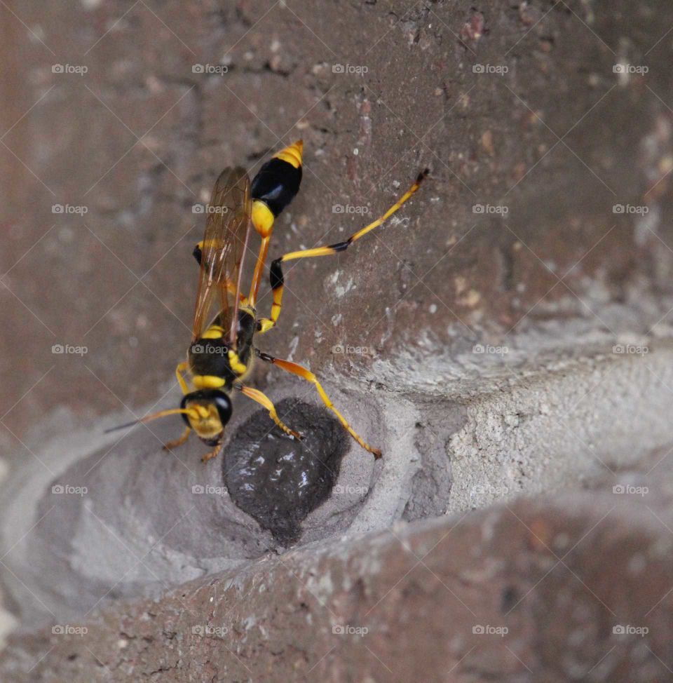 Wasp creating a cocoon on a rough house brick wall
