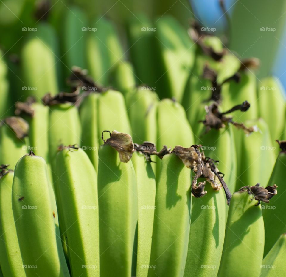 banana