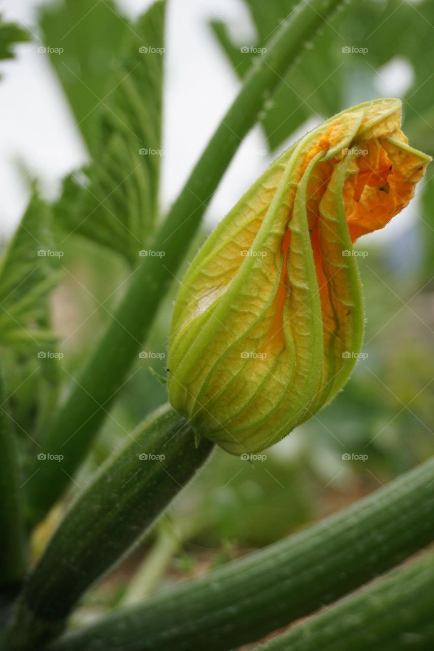 Plant#nature#vegetables