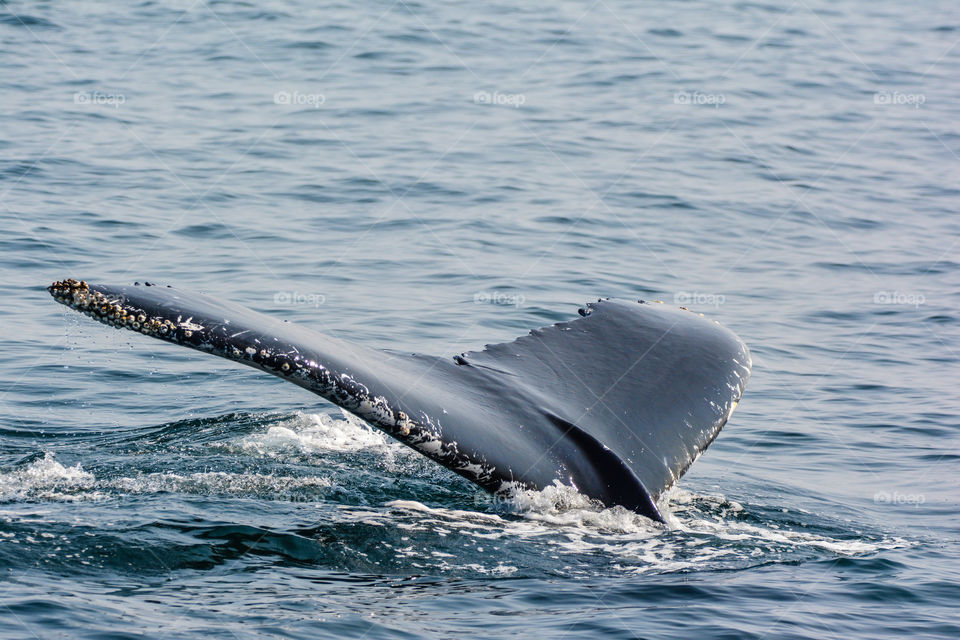 Humpback whale diving