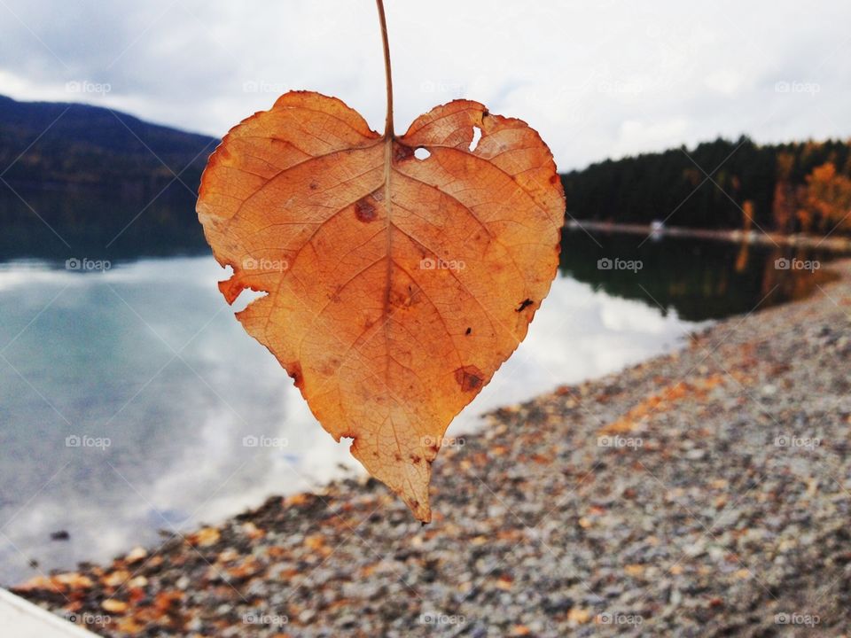 Natural heart leaf in front of lake