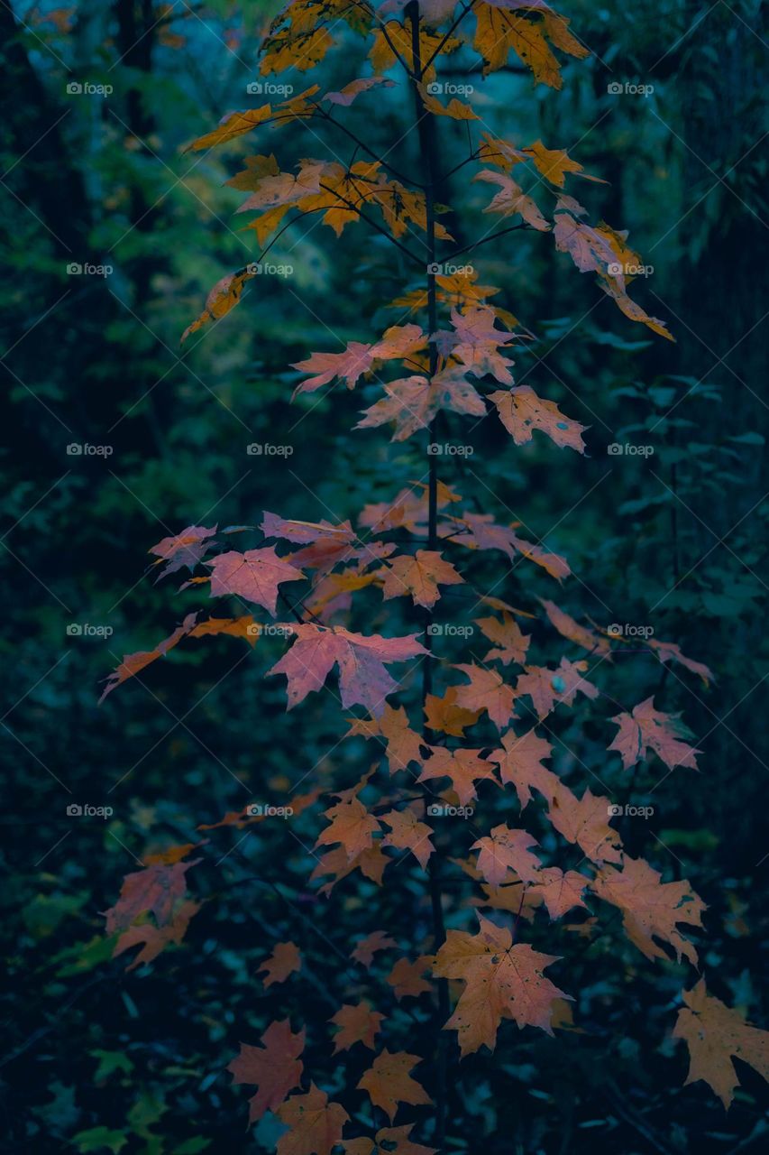 nature is beautiful especially during the fall and autumn season.