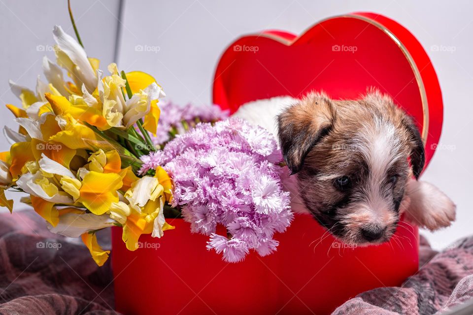 Puppy and flower