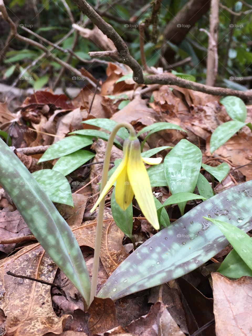 Appalachian wild flower