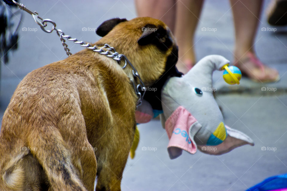 Belgian Malinois dog, pet dog biting toy
