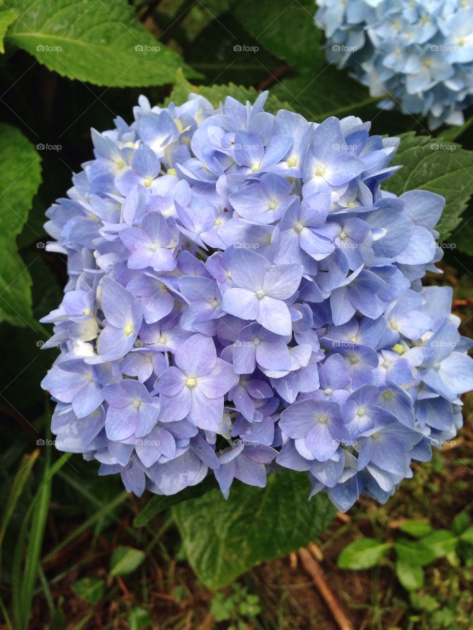 Hydrangea bloom 