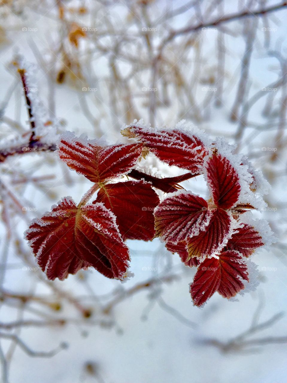 Frozen autumn leaves