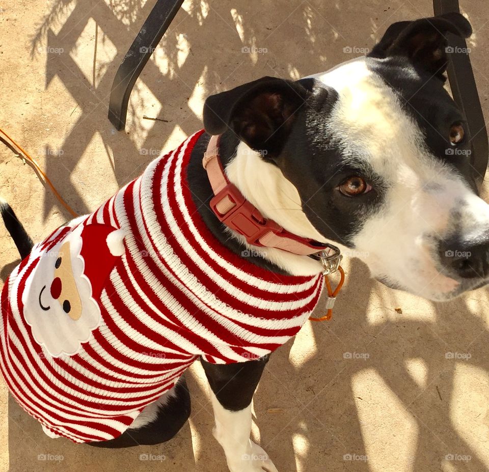 Black and white dog in a santa sweater