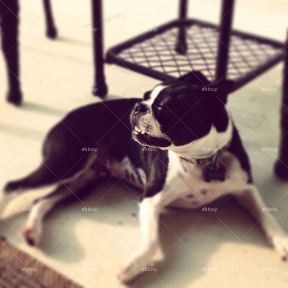 Marshall on the patio