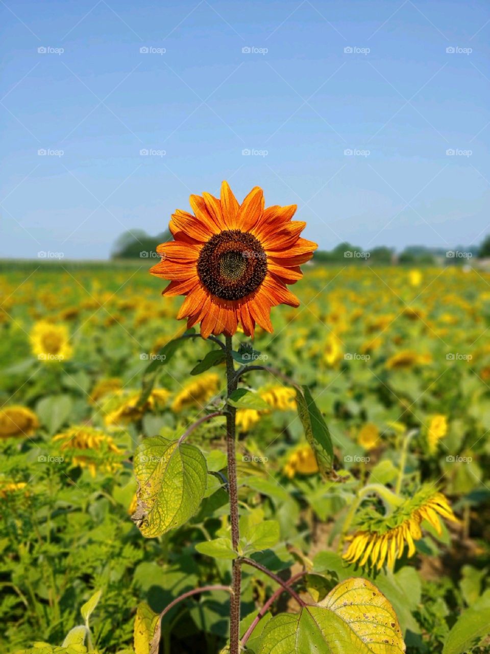 Nature at its finest, beautiful sunflower field 