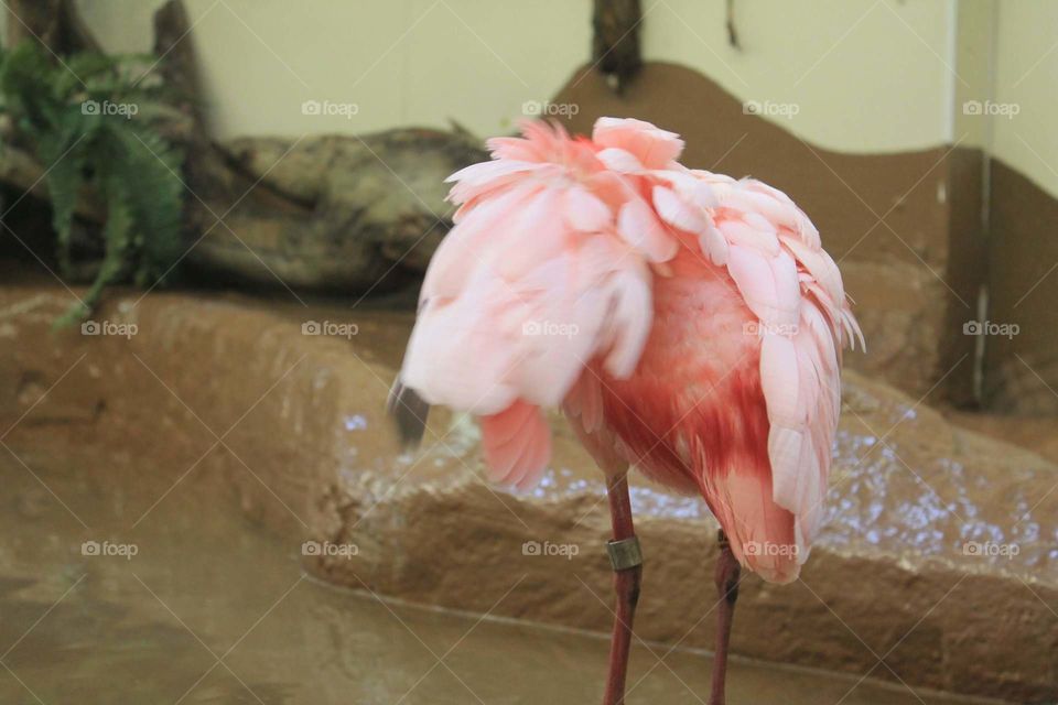 Roseate Spoonbill casually grooming his feathers.Taken at ZooAmerica in Hershey, Pennsylvania.