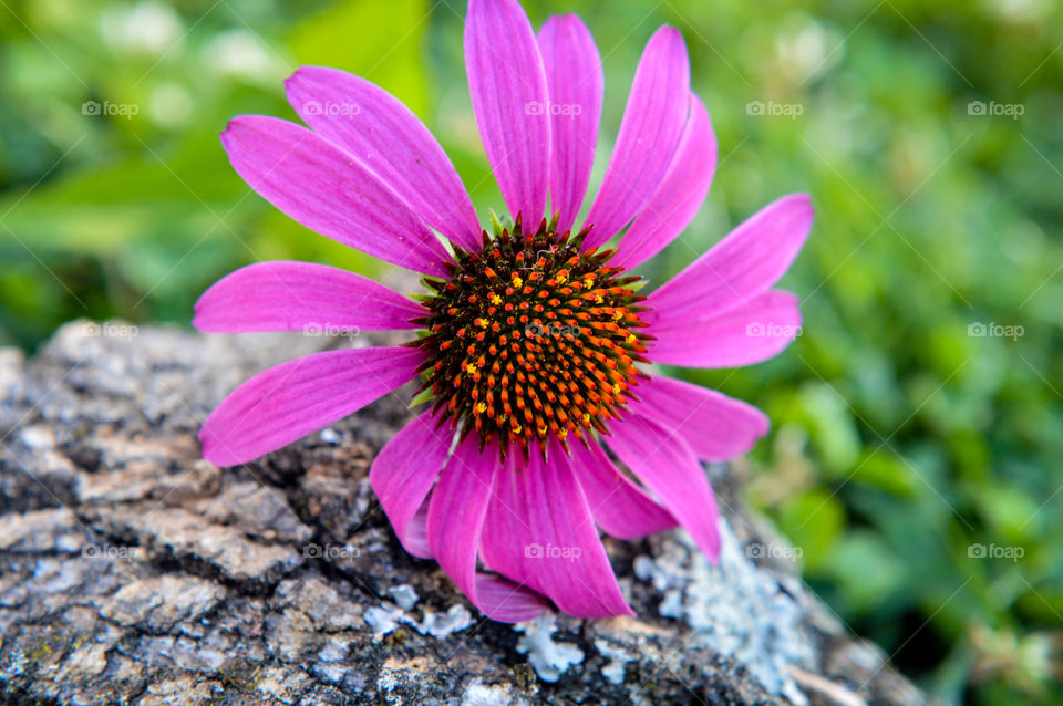 Bright purple cone flower resting on tree bark outdoors