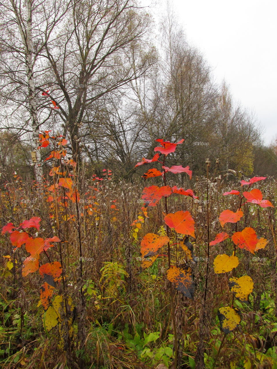 moods of autumn. golden forest