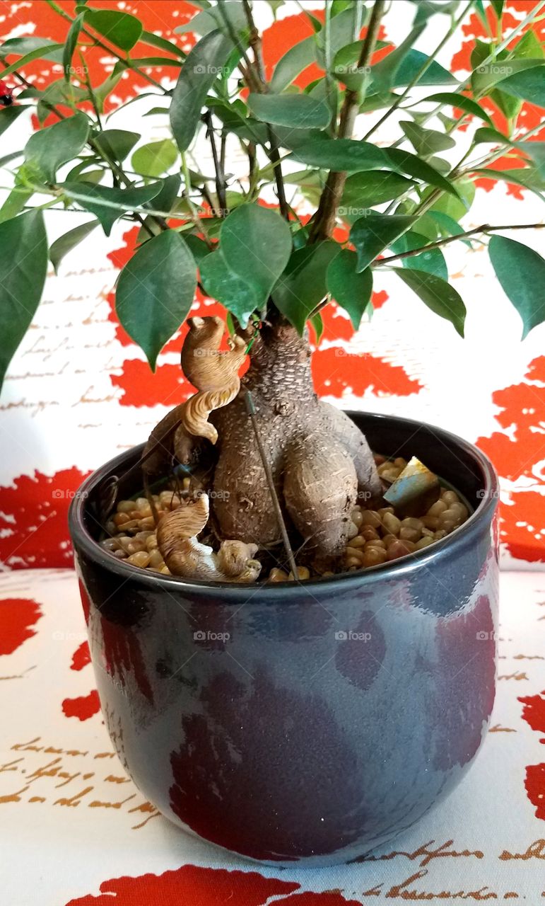 Bonsai