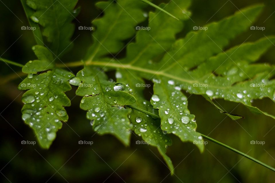 Morning dew drops