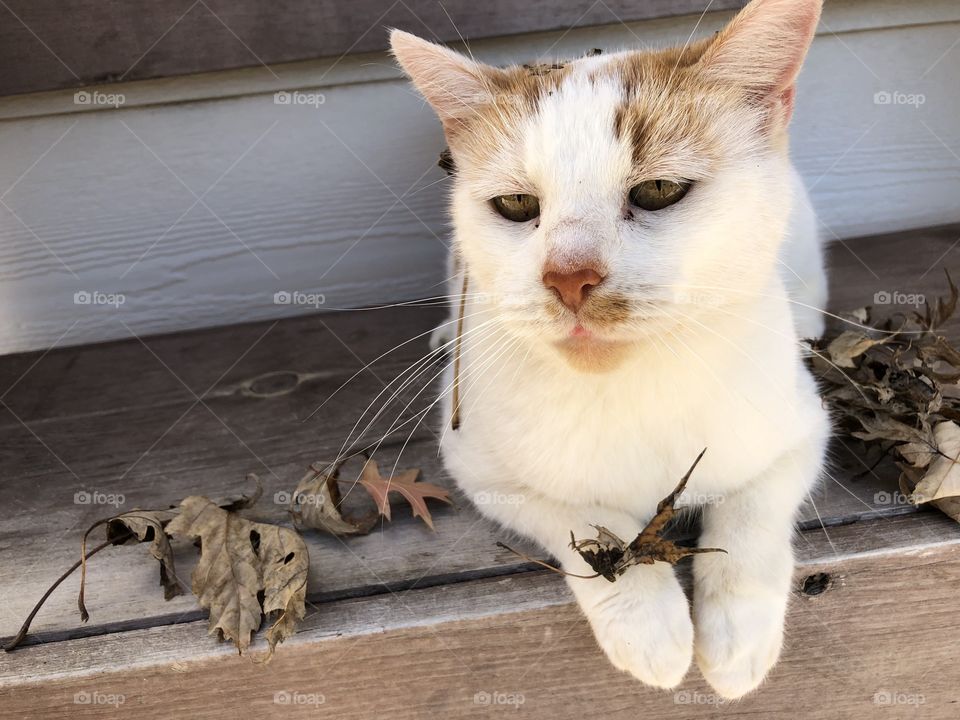 Feline cutie in the fall