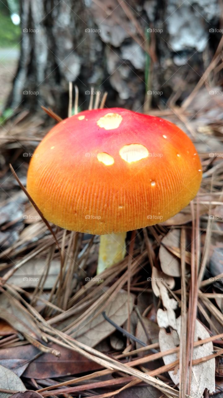 Fungus, Mushroom, Fall, Toadstool, Wood