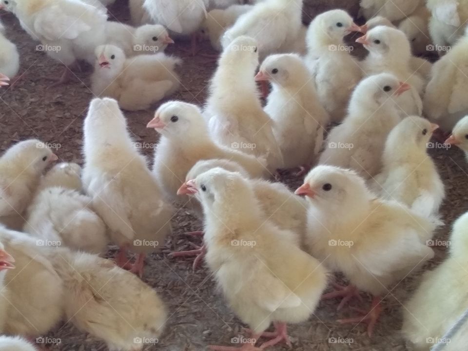 BV-300 commercial layer Chicks