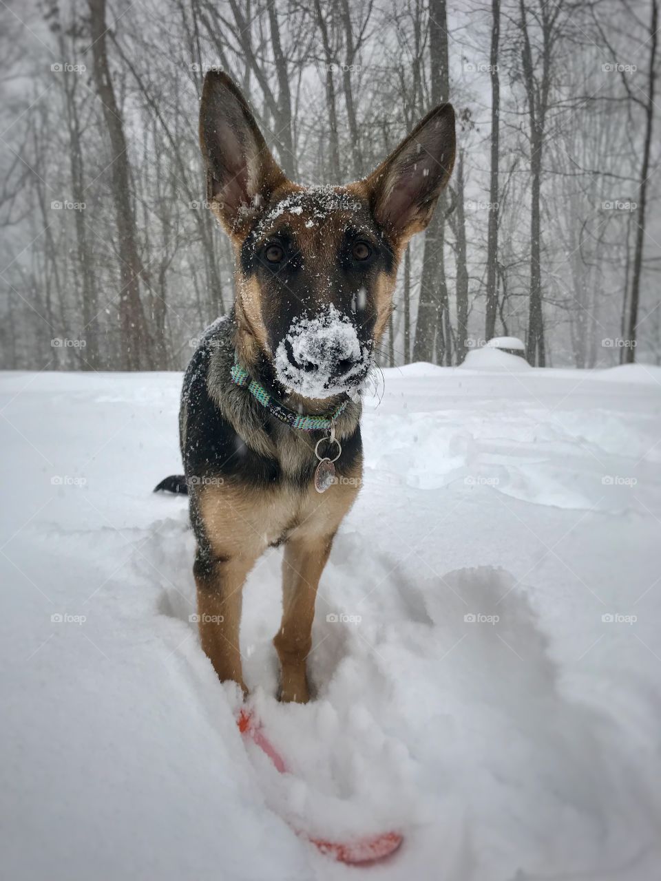 Puppy loving first snow