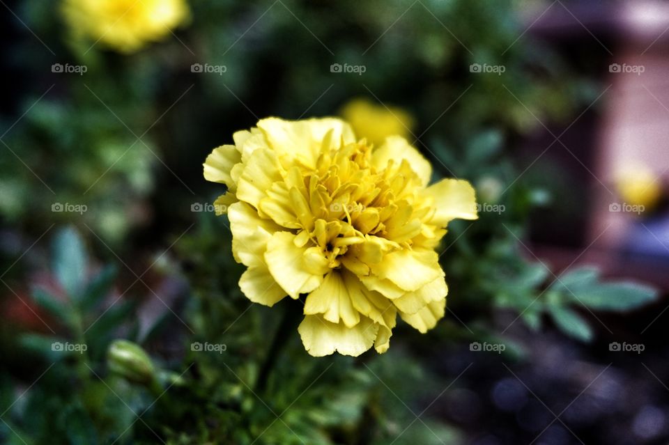 Yellow Flower