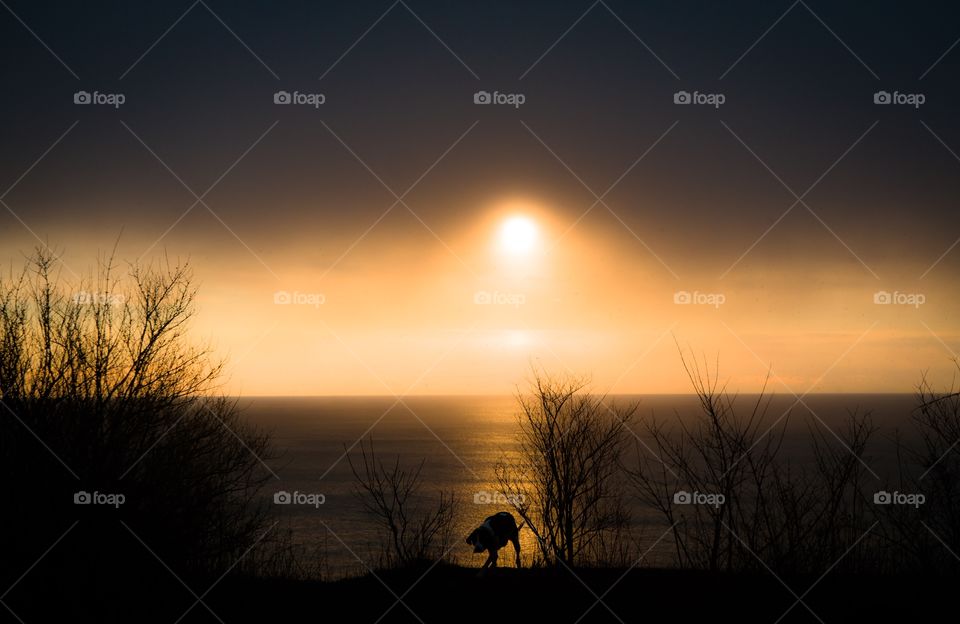 Silhouette of dog at seaside during sunset