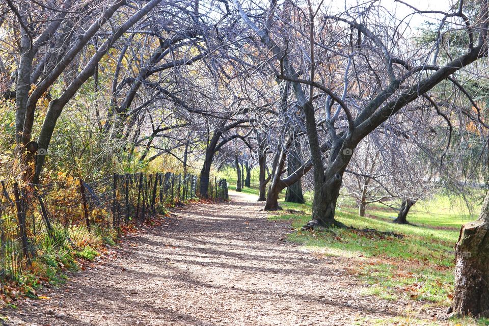 Walkway Central Park