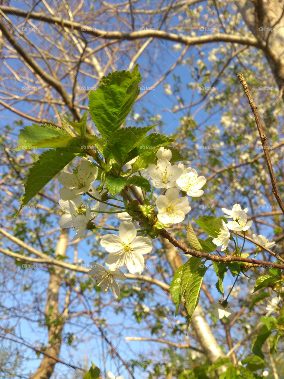 Spring flowers