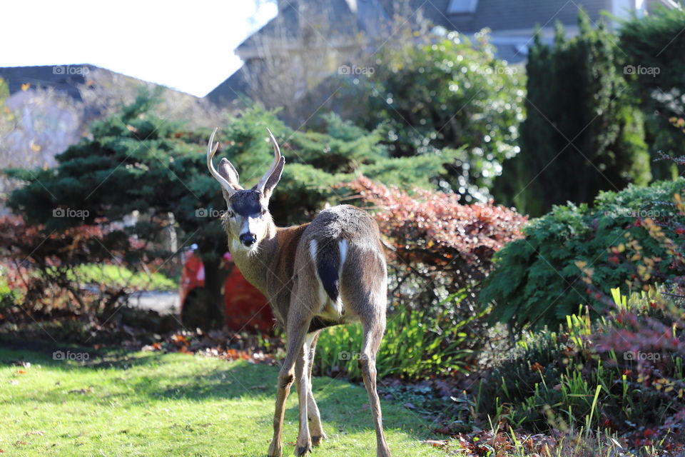 Deer wandering around 