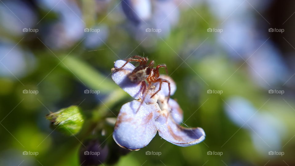 beautiful macro shots