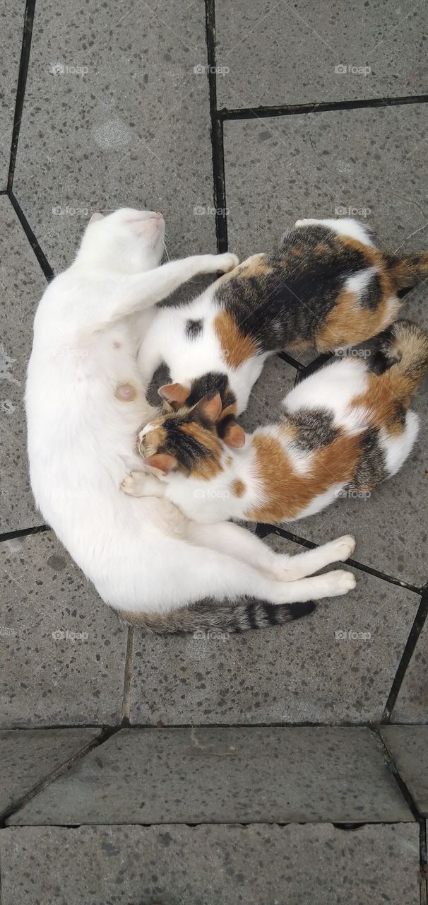 A cute kitten is nursing its mother