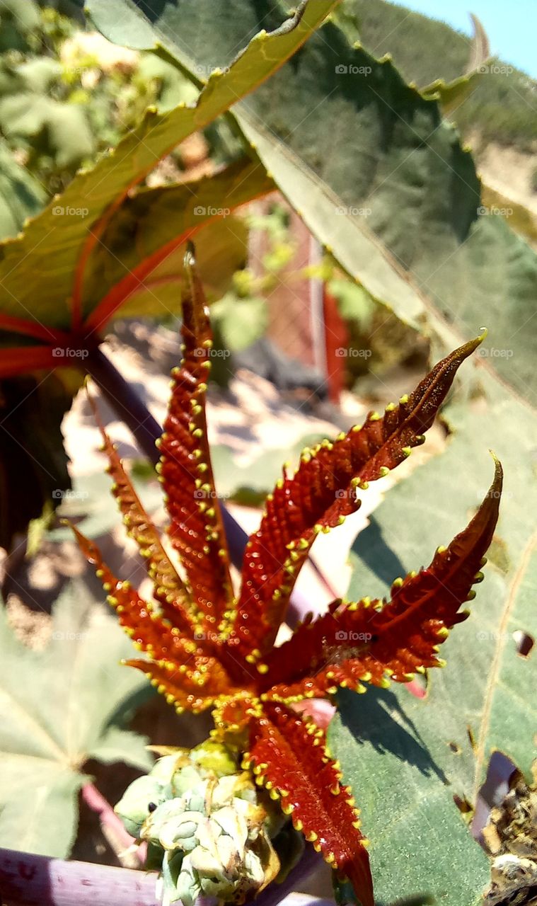 Ricinus communis