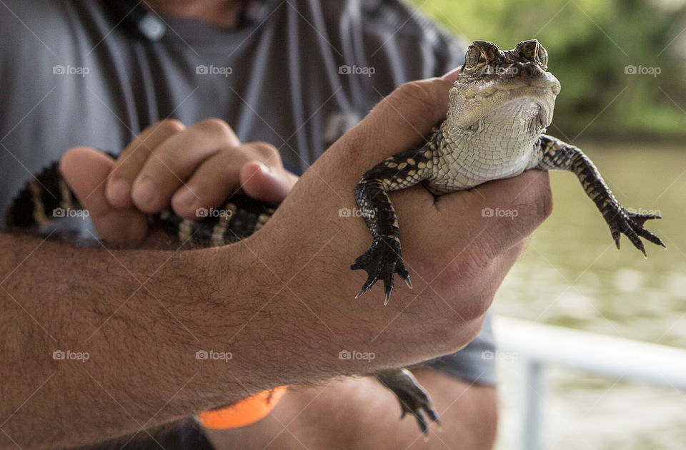 Baby Alligator