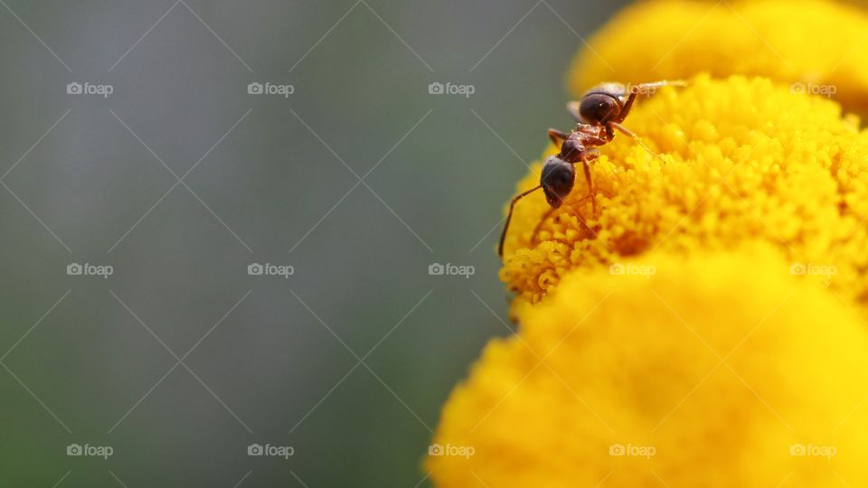 ant